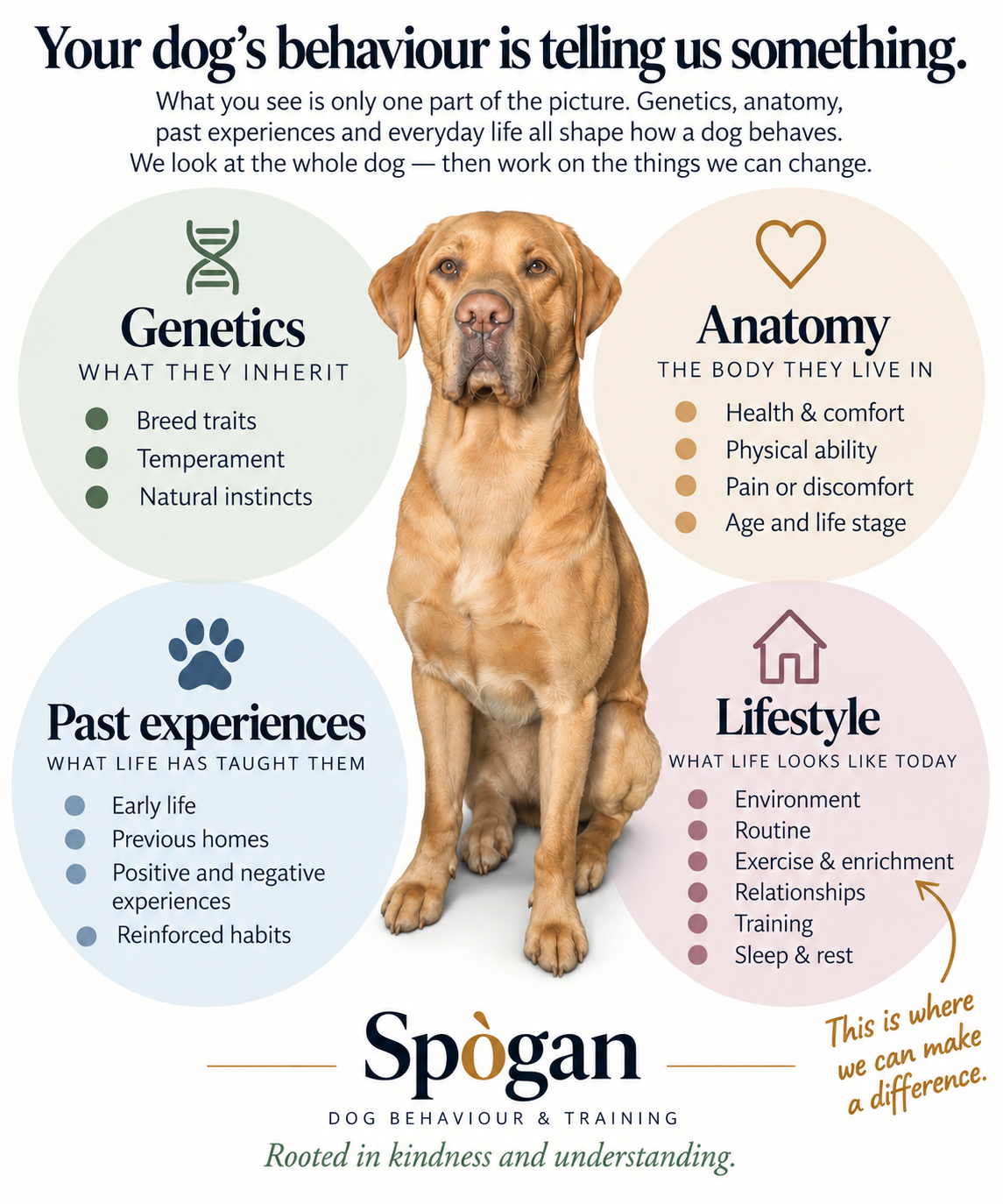 Infographic explaining how genetics, anatomy, past experiences and lifestyle shape a dog's behaviour, with lifestyle highlighted as the area where change can be made.